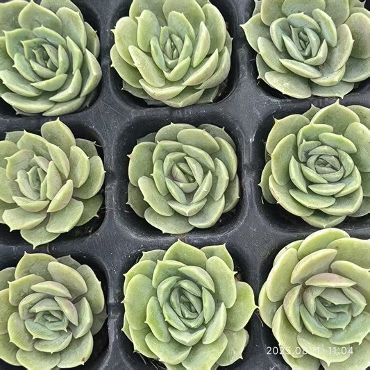 JC121 オウンスロー (3cm pot)
