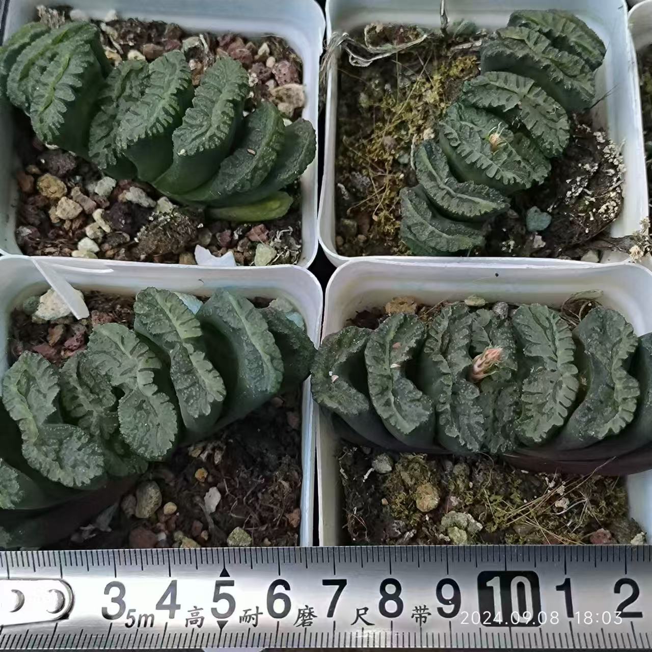 13194 海蛍ウミホタル