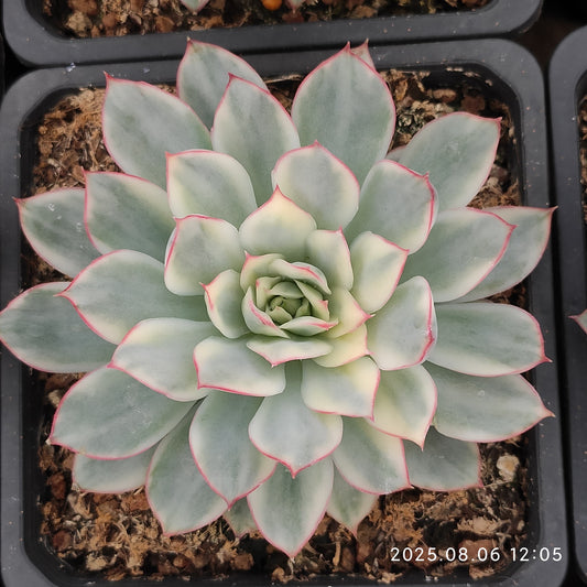 THH044 エスター錦（12cm pot）