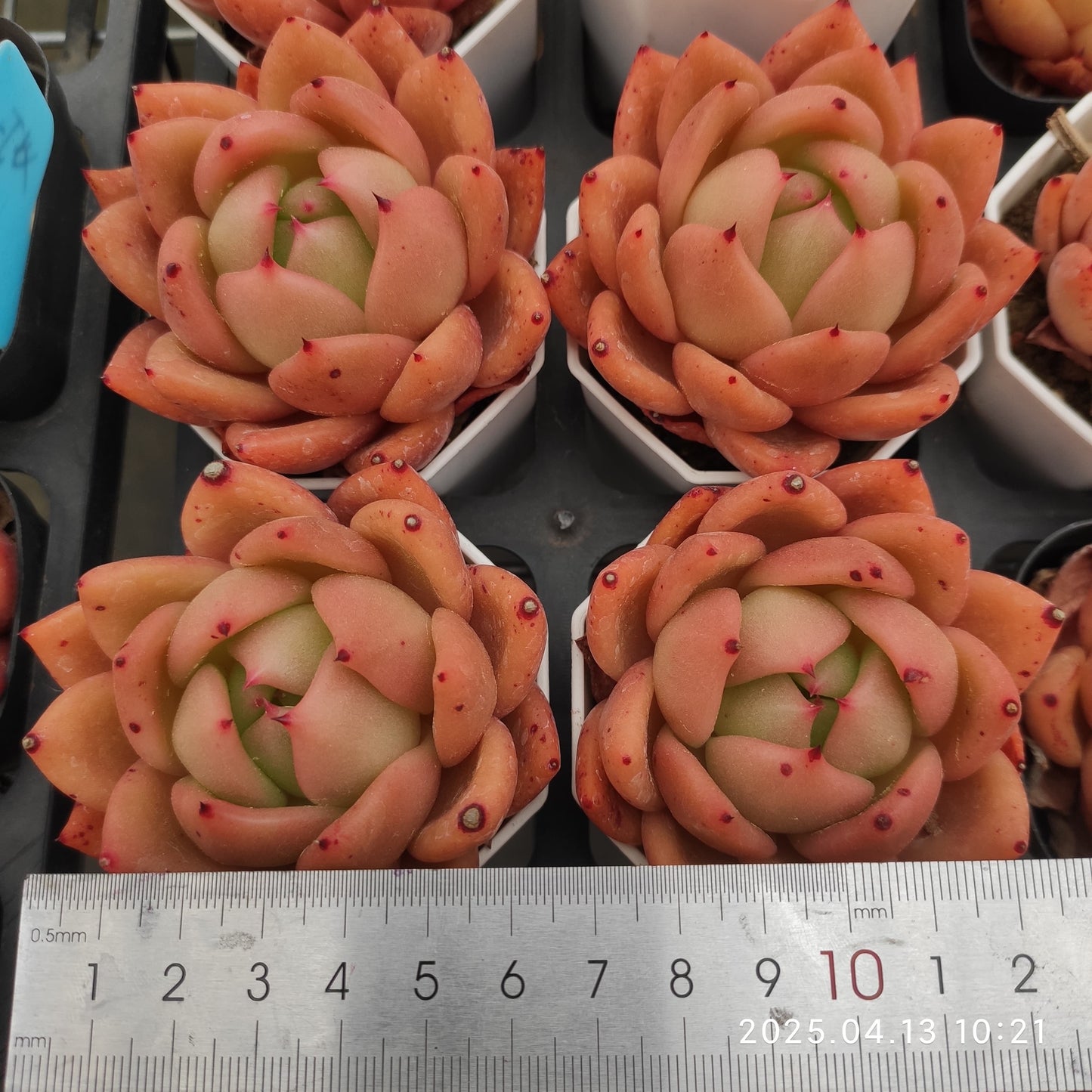 LMM151 アンコール(7cm pot)