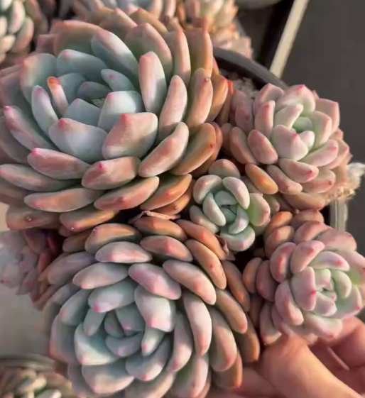 26538 モンロー x オパリナ