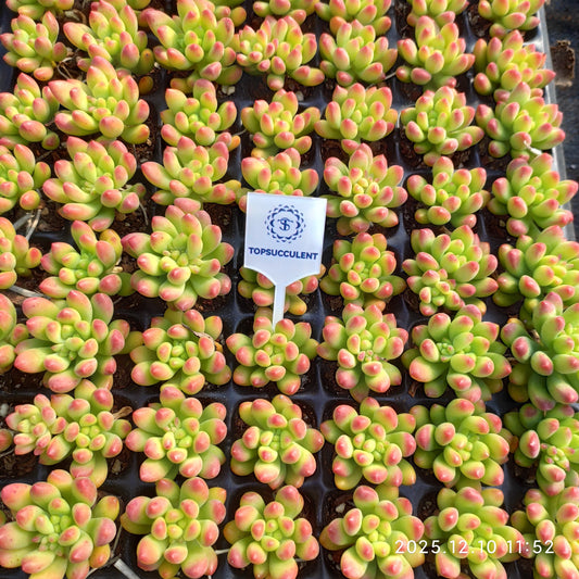 23360 アリス　エブンズ（3cm pot）（ポット苗）