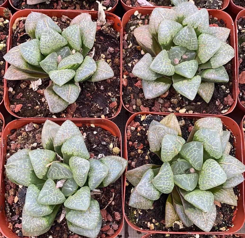CS114 万華鏡マンゲキョウ (7cm pot)