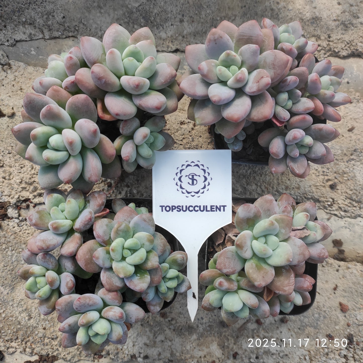 22844 レッドレジェンド