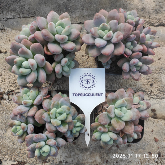 22844 レッドレジェンド