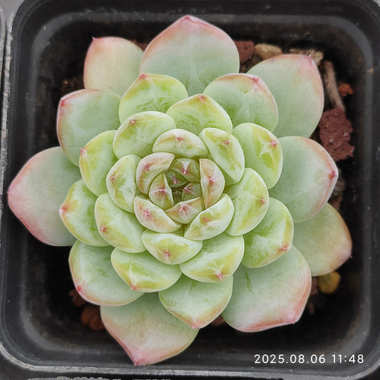 THH009 アイス（7cm pot）