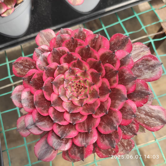 MMY1196 アエオニウム　ホワイトムーンライト（12cm pot）