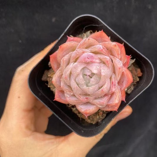 BL1834 アローンスター（50cm pot）