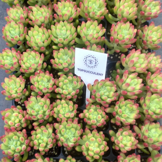 22236  アリス　エブンズ（3cm pot）（ポット苗）