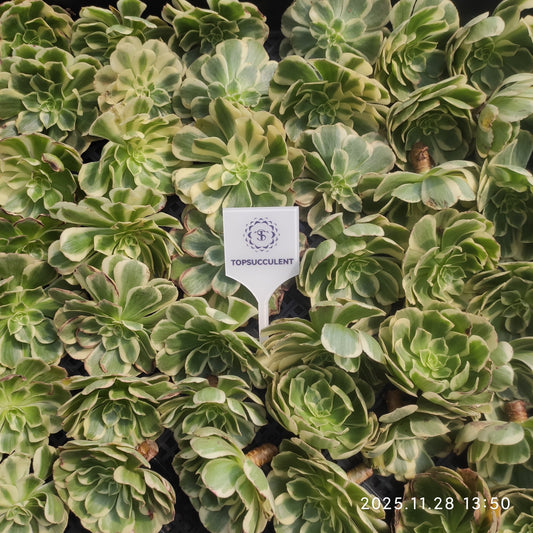 22693 アエオニウム　マバハ（カット苗）（7cm pot）