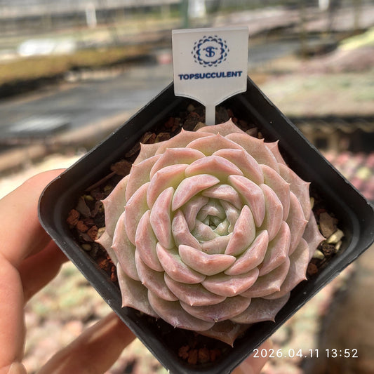 25675 アメイジンググレイス