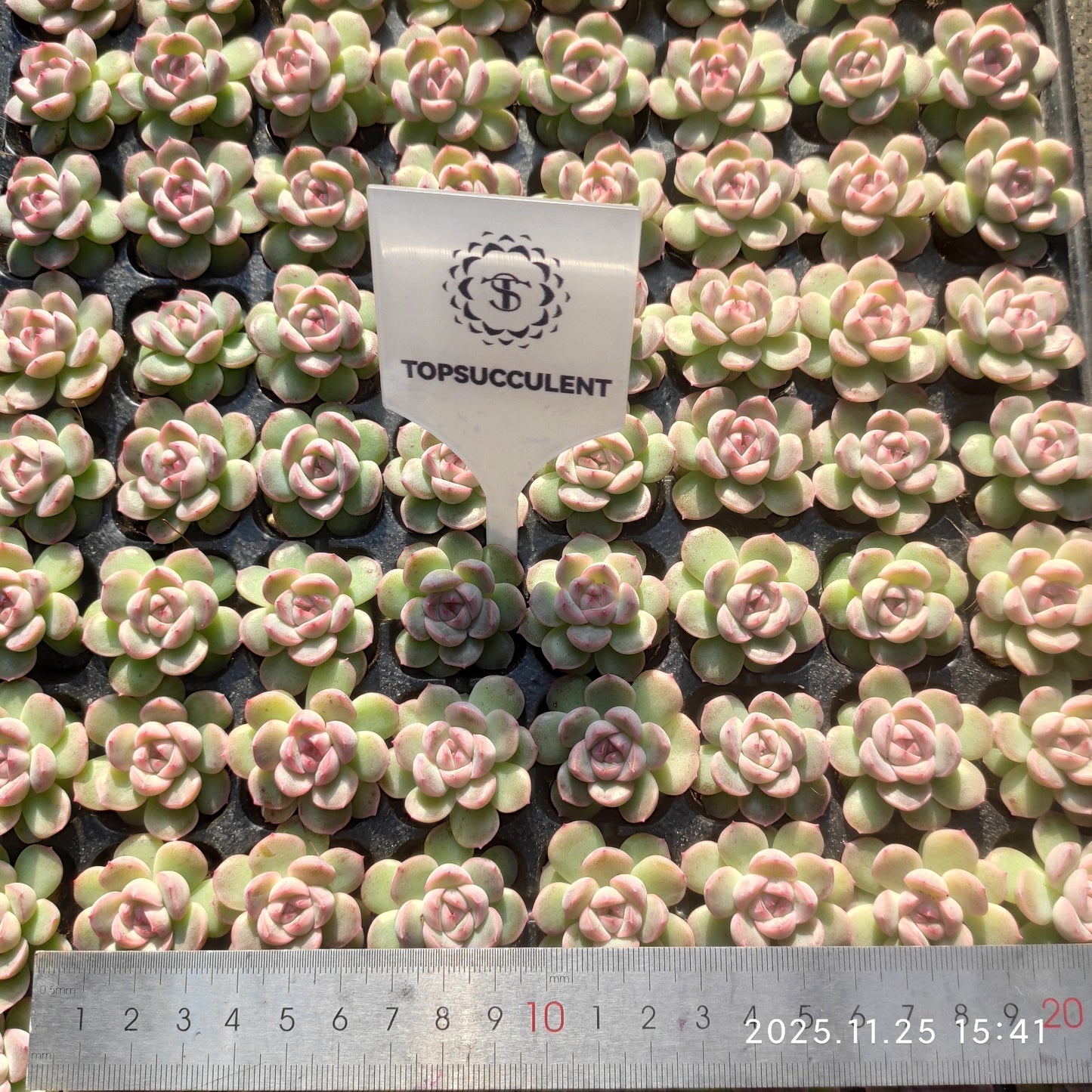 220521 クイックサンド（3cm pot）（ポット苗）