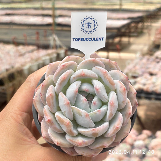 25647 オレンジモンロー