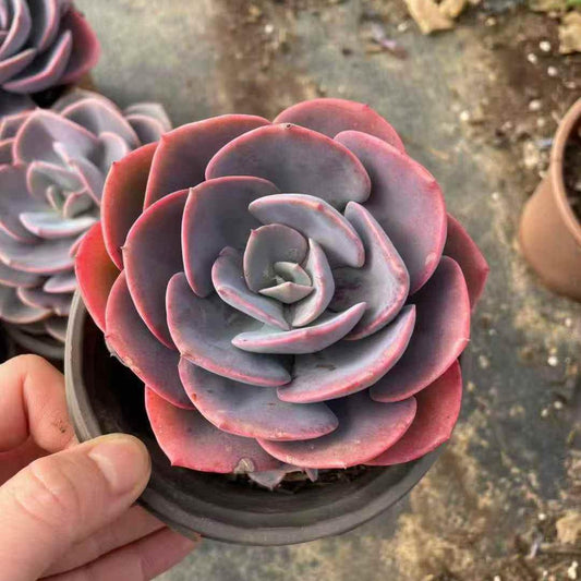 259811 ダスト　ローズ