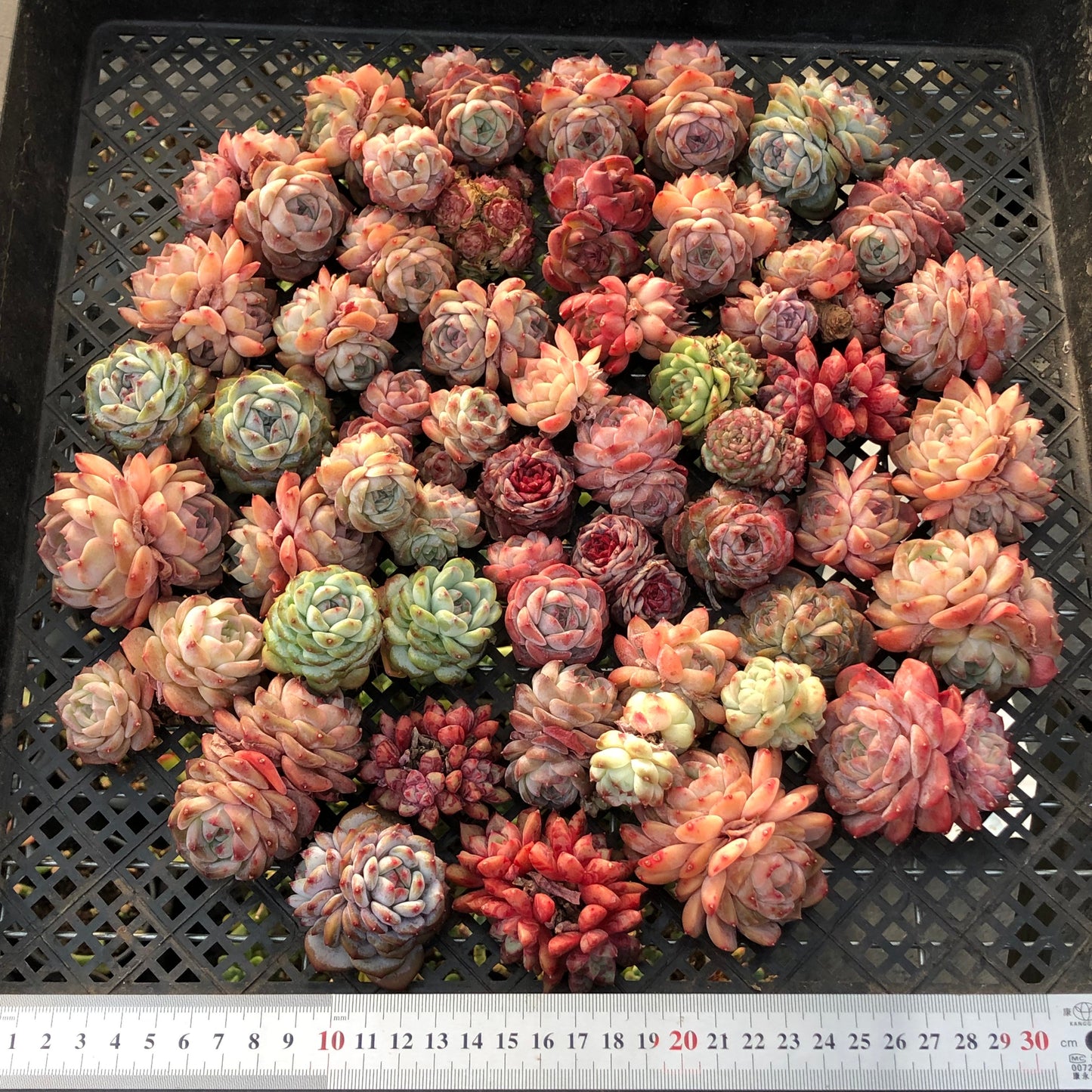 BL2121-002 ミックス苗