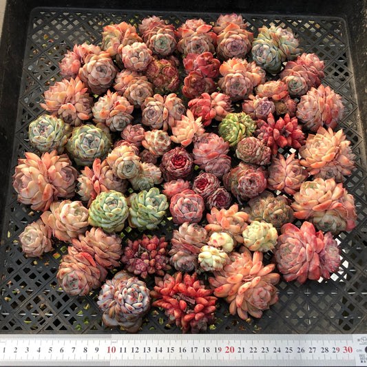 BL2121-002 ミックス苗