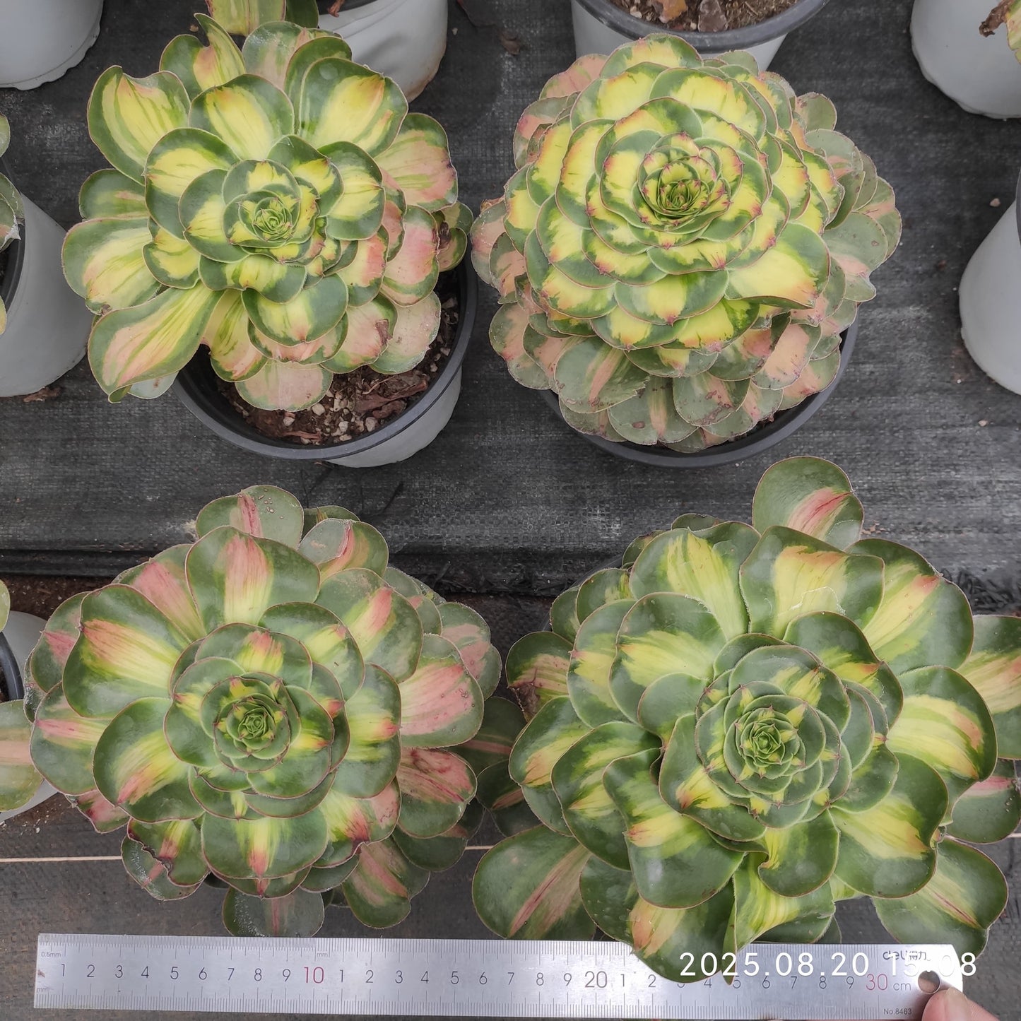 ON205 アエオニウム　タイラント（17cm pot）