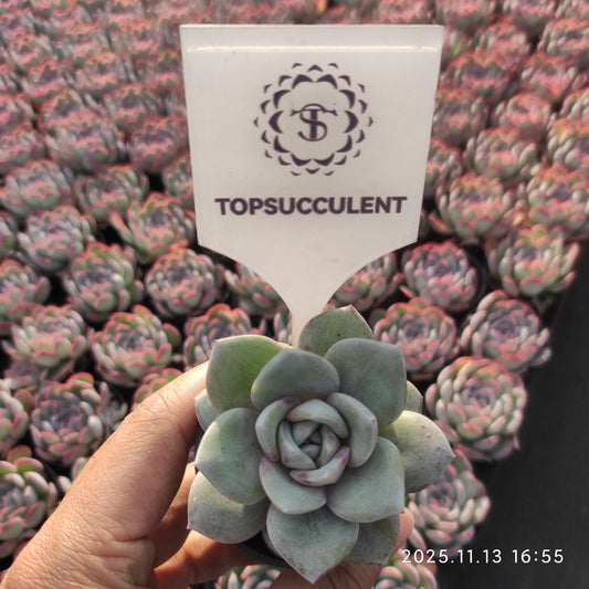 2644 ジャーマンシャンペン（5.5cm pot）