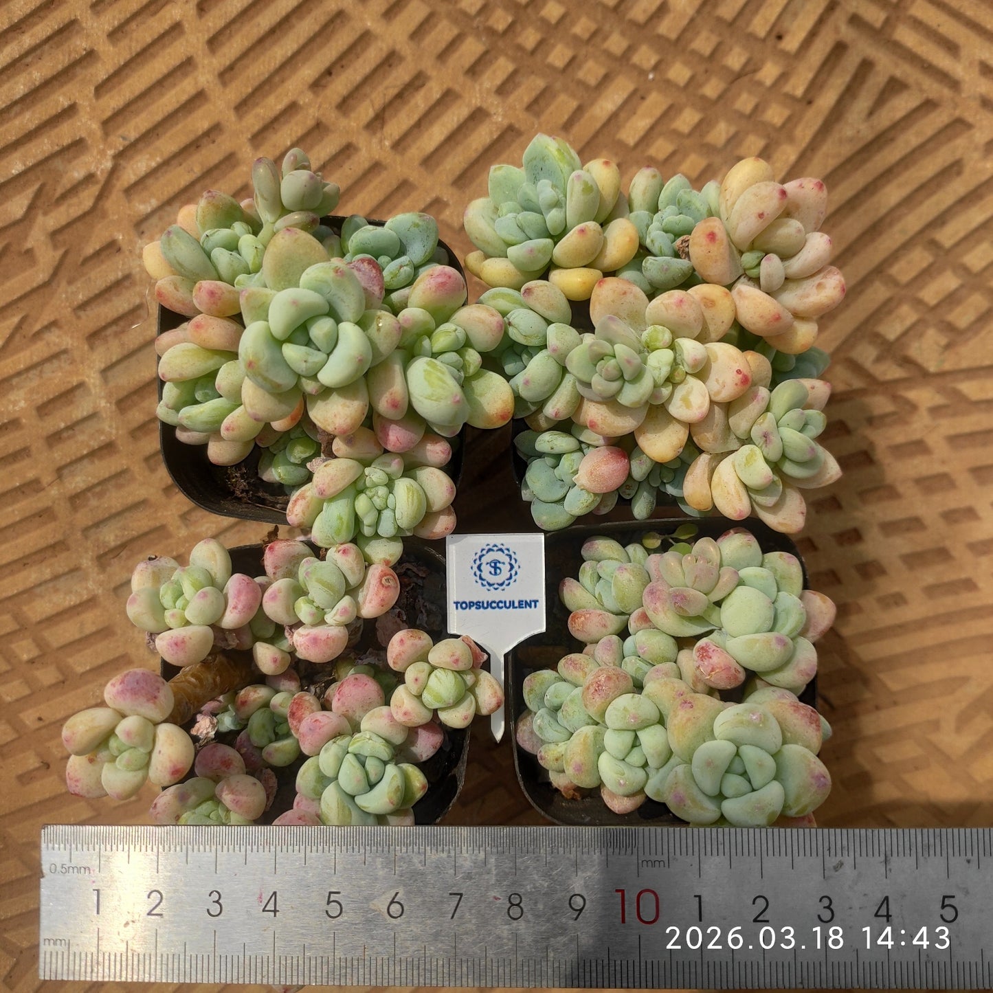 24135 クラバツム