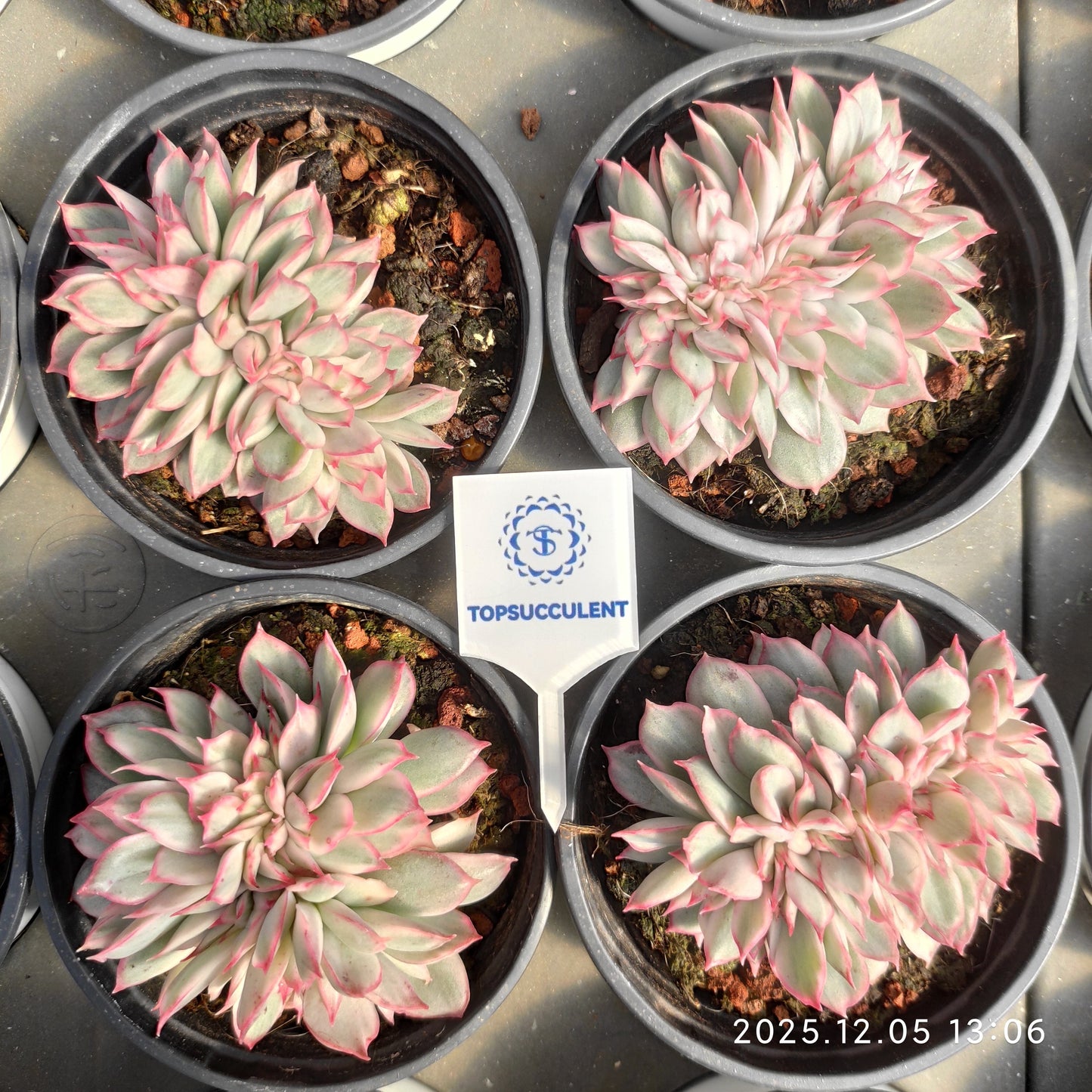 23300 エスター錦綴化（9cm pot）