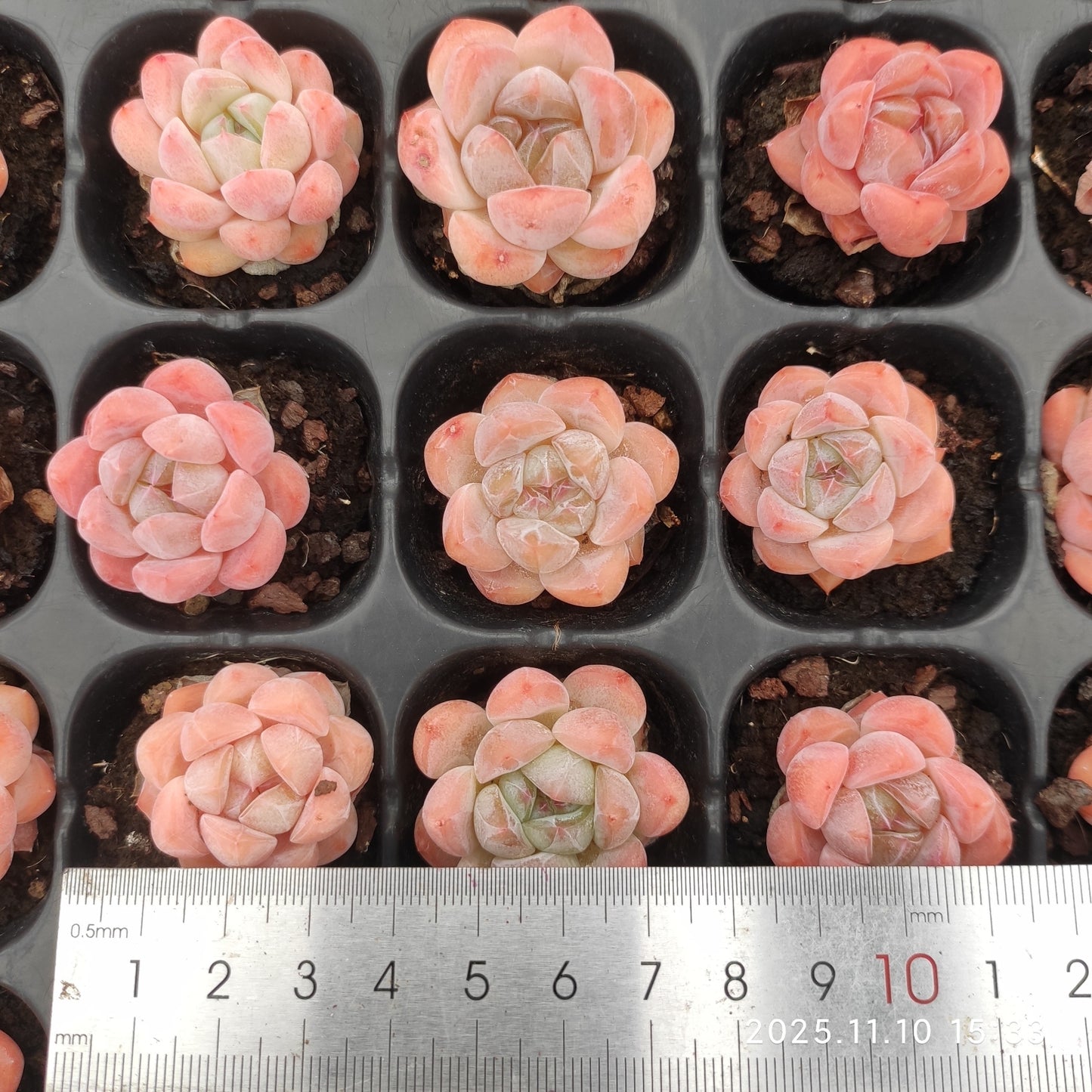 19440  スター　プラス（3cm pot）（ポット苗）