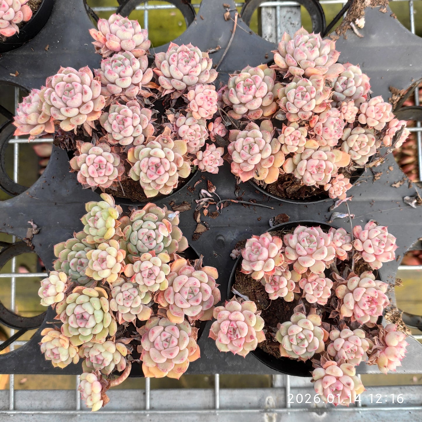 16366 キュートバブル