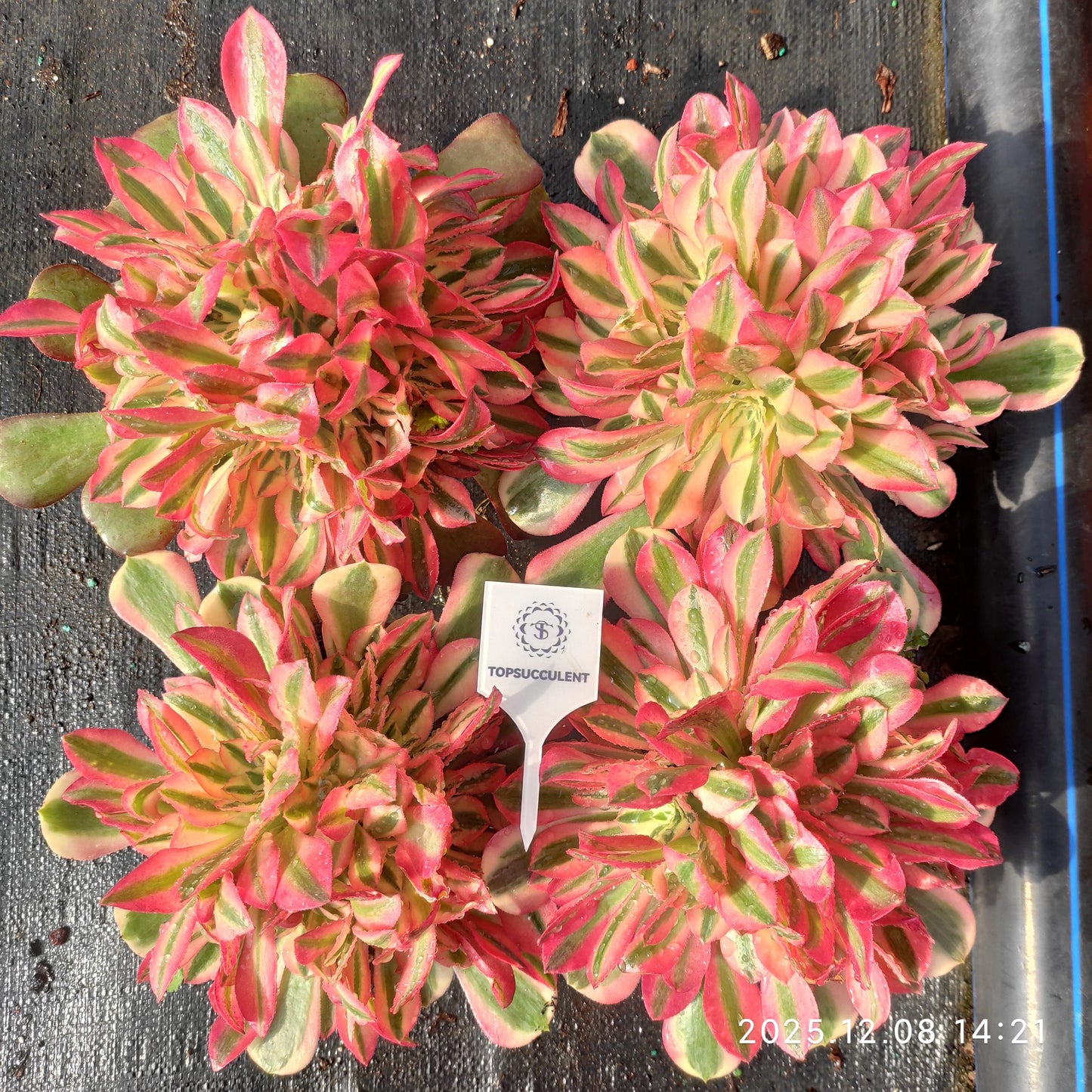 23282 アエオニウム　ウィッチ（17cm pot）