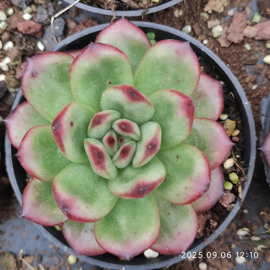 RC165 TM（9cm pot）