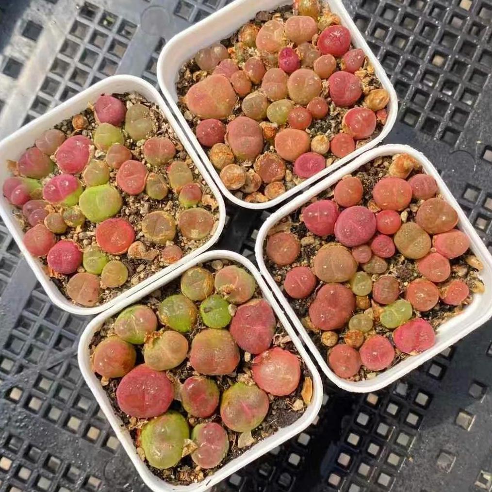 BL1656-POT コノフィツム　マウガニー（5cm pot）