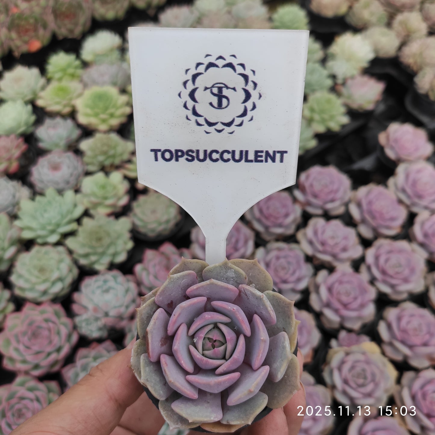 17133 ピンクバタフライ（5.5cm pot）