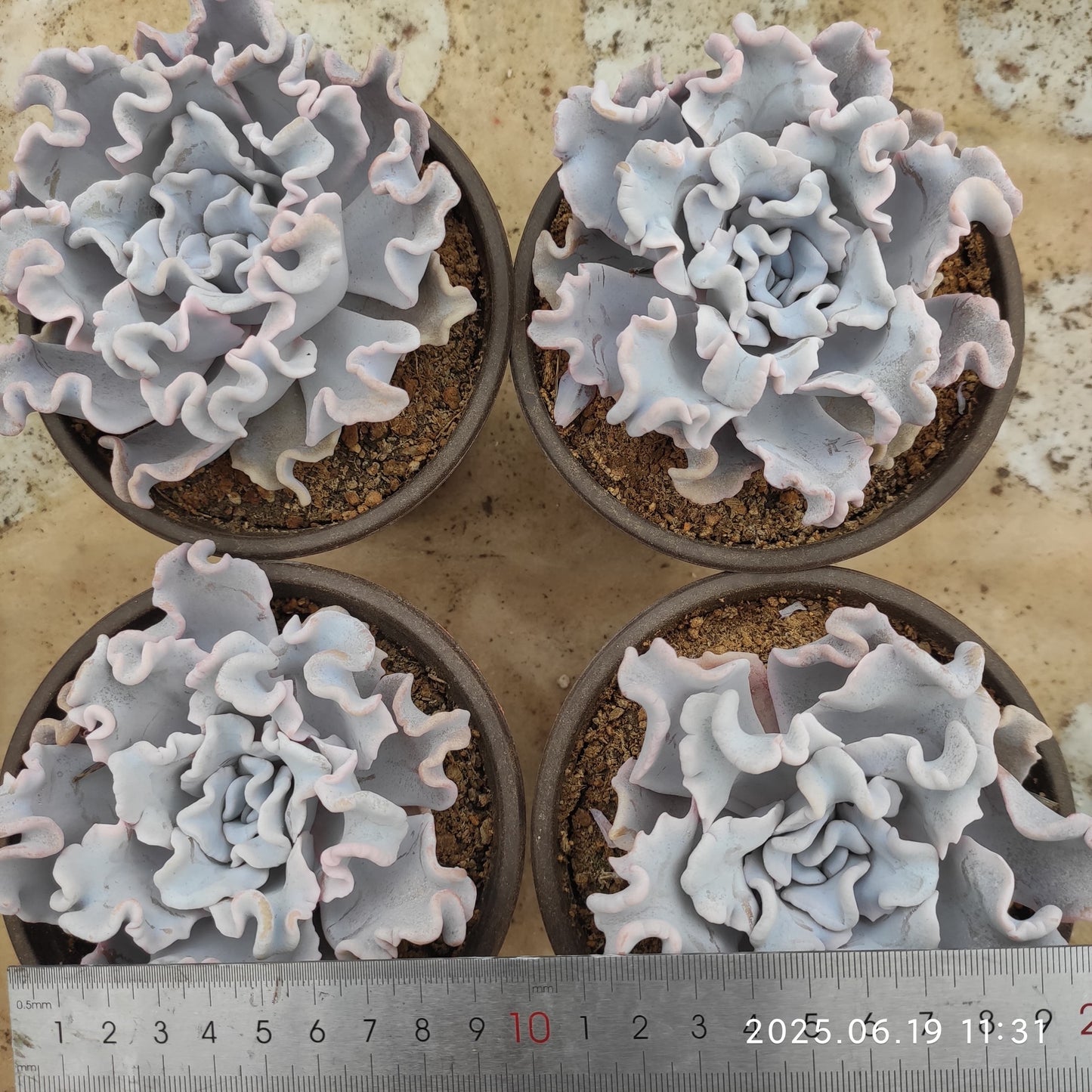 THH027 クリスペートビューティ（12cm pot）