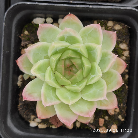 RC146 レッドクィーン（7cm pot）