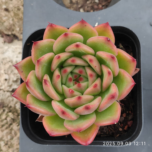 ZZA240 レッド　クリスタル　ローズ(7cm pot)