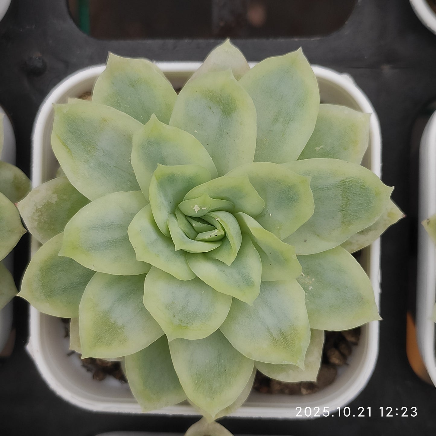 MMY1315 ハデス（5.5cm pot）