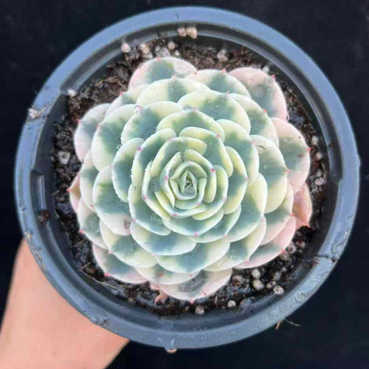 20540 ルノーディーン錦（12cm pot）