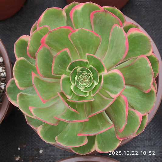 THH084 バンクェット（18cm pot）