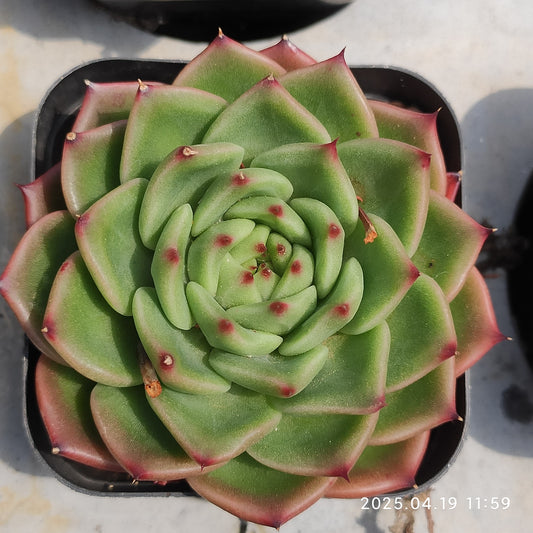 ZZA240 レッド　クリスタル　ローズ(7cm pot)