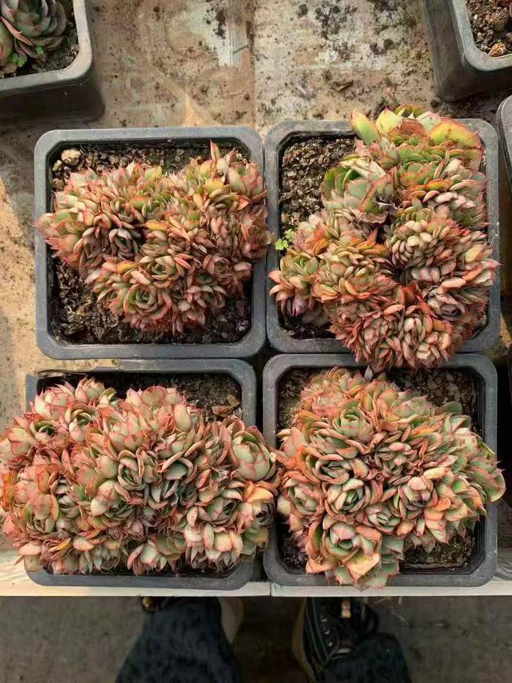 262411 ヤンジン綴化