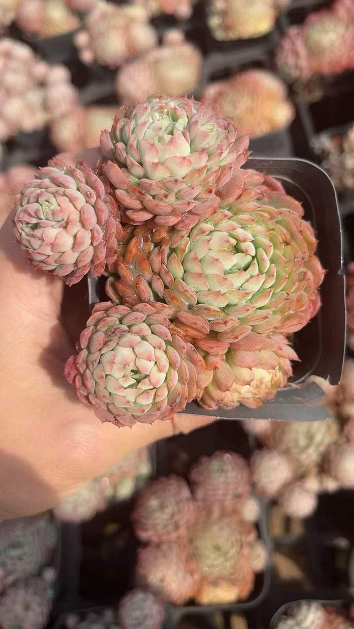 T26407 レッドフェアリー