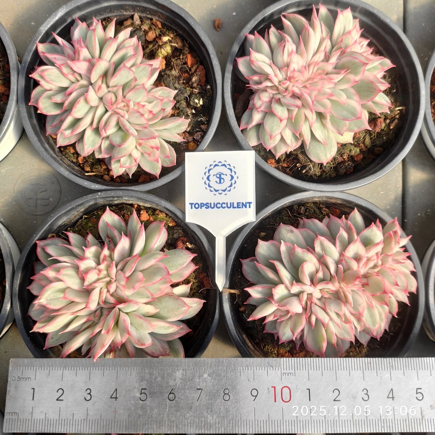 23300 エスター錦綴化（9cm pot）