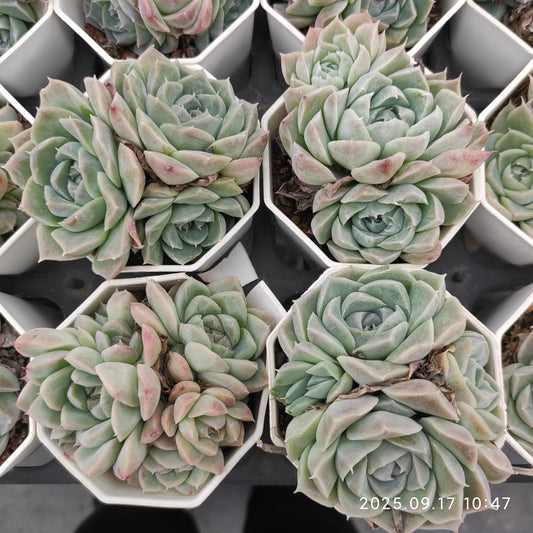 NGN314 クィーン　オブ　フラワーズ（7cm pot）