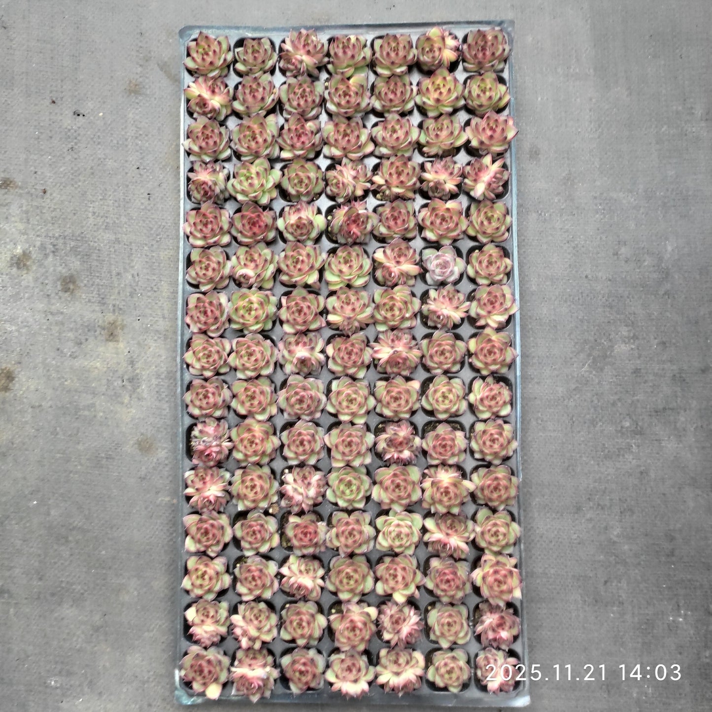 22117  チャールズストーン（3cm pot）（ポット苗）