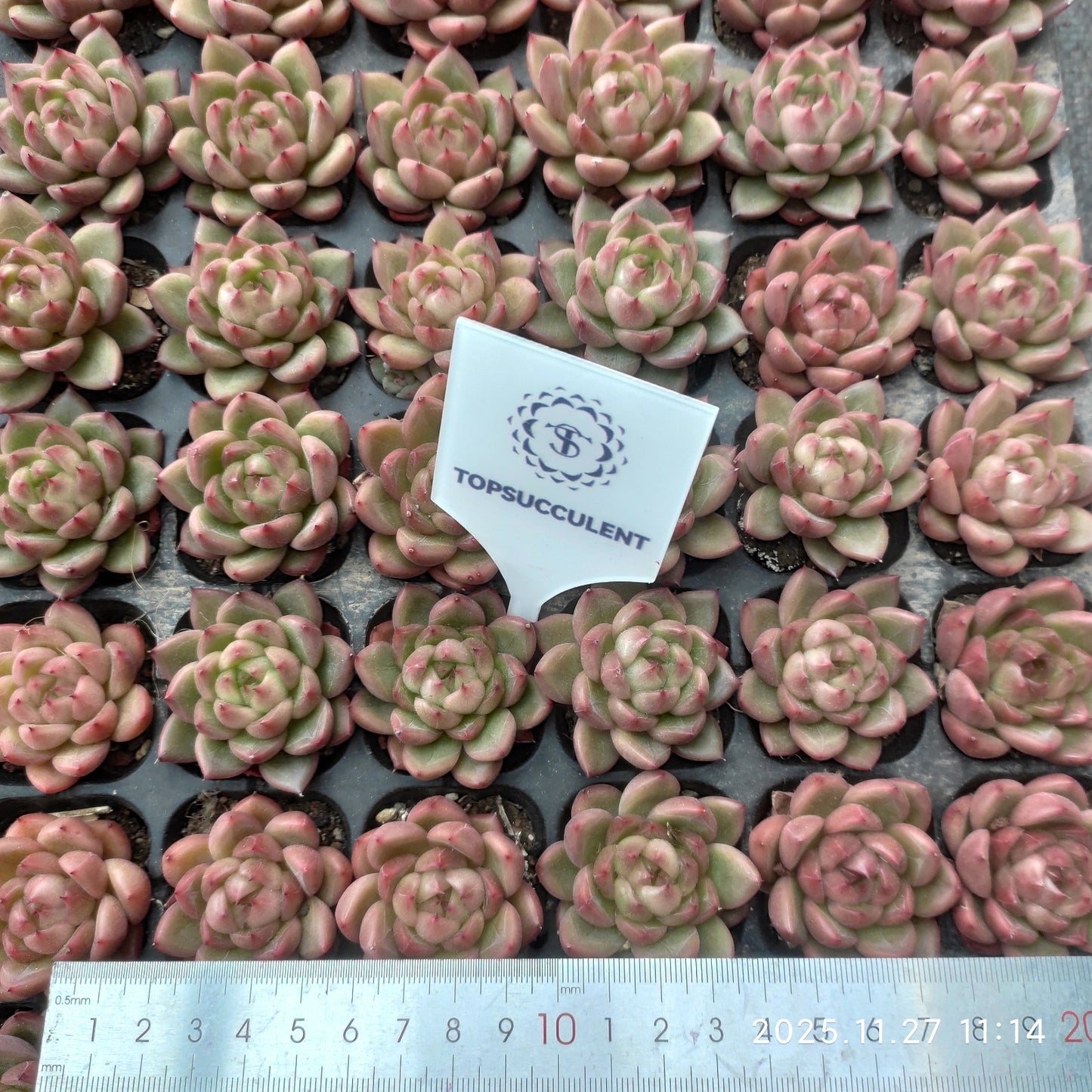 22397 クリアスカイジェニー