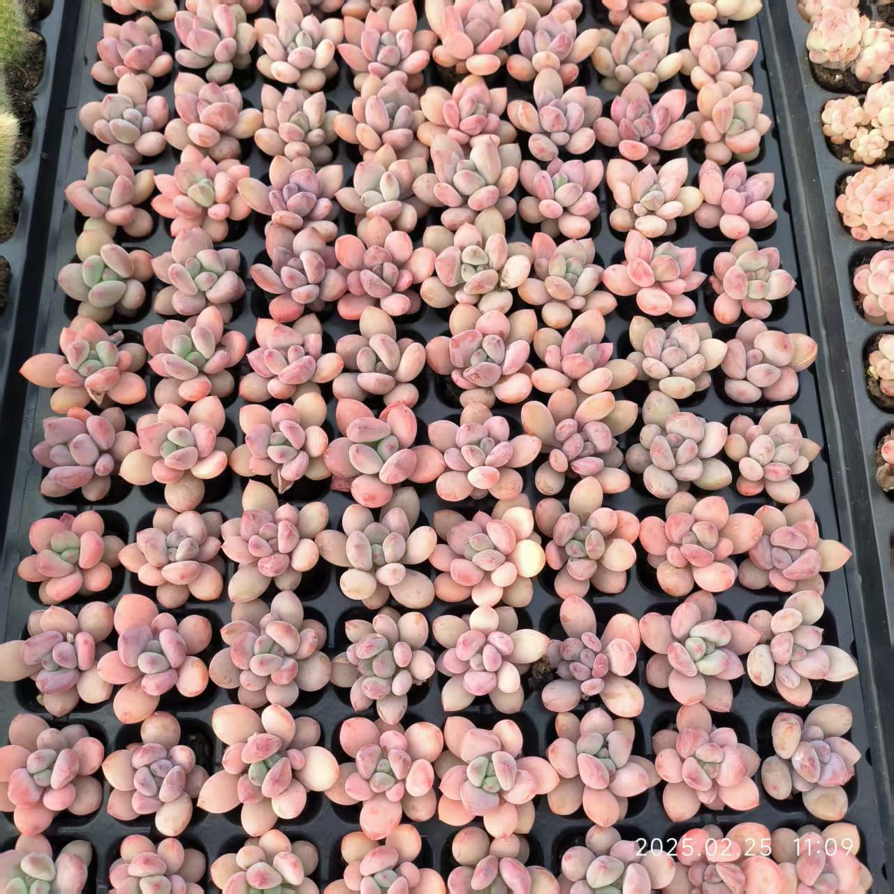 XS979 Echeveria Milk Rainbow