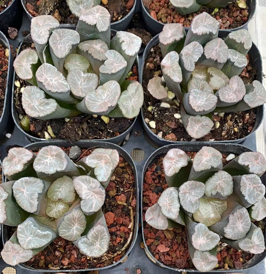 CS116 春御影ハルミカゲ (7cm pot)