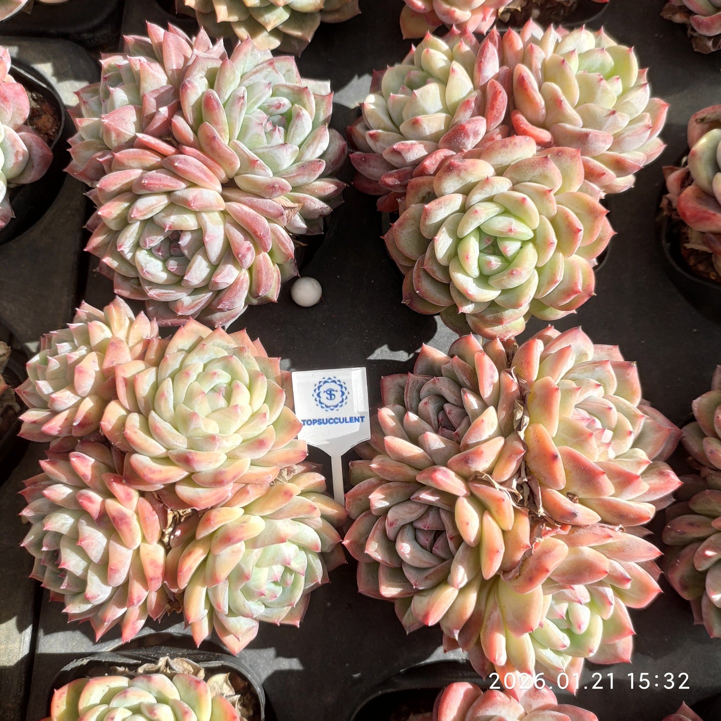 25143 ピンクモンロー