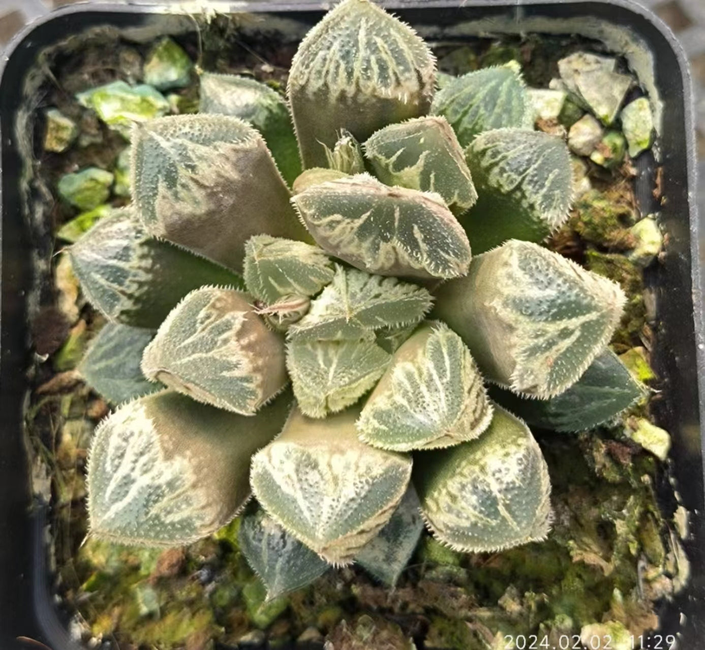 7397 雪牡丹 ゆきぼたん