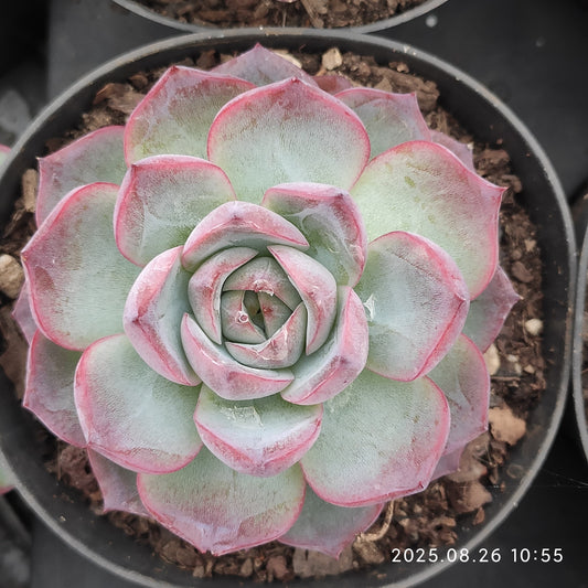 XY057 シーウィード（9cm pot）