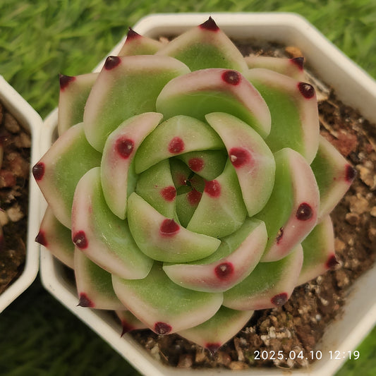 NGN704 ブルー　ドラゴン（50cm pot）