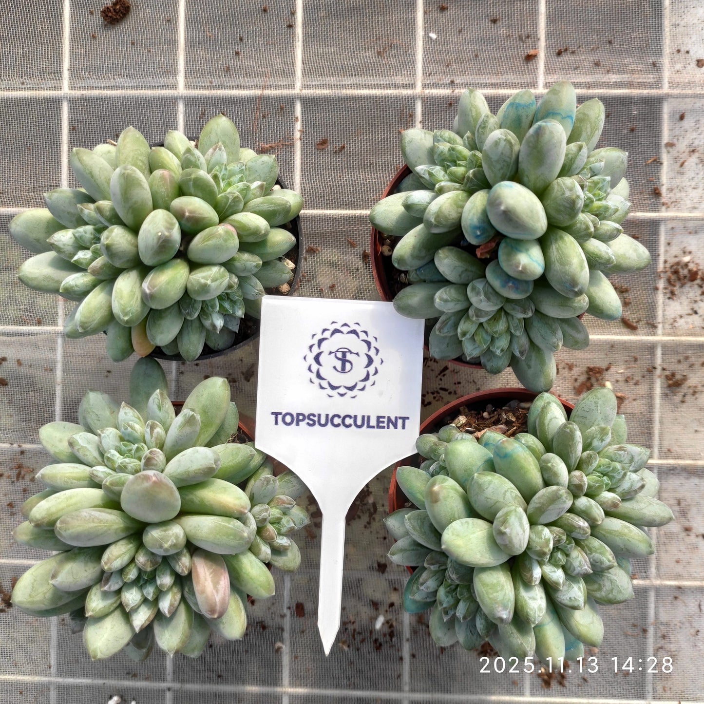 22470  グリーン　ハート　ビューティー（9cm pot）